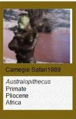 Carnegie Safari Australopthecus