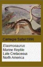 Carnegie Elasmosaurus