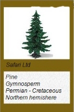 Wild Safari Pine